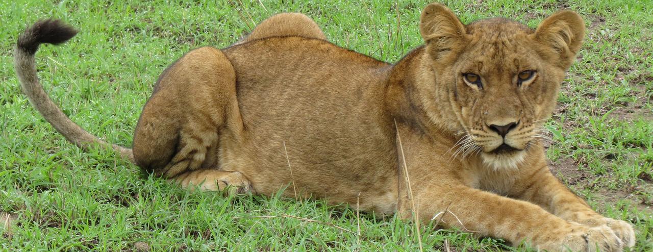 Queen Elizabeth Pvt Lodge Kichwamba Bagian luar foto